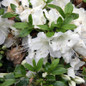 Girard's Pleasant White Evergreen Azalea Flowers