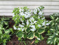 Girard's Pleasant White Evergreen Azalea Shrub Flowering