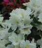 Delaware Valley White Azalea white blooms