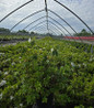 Delaware Valley White Azalea landscape planting