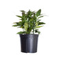 Girard's Roberta Evergreen Azalea in a Nursery Container