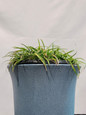 Nana Dwarf Mondo Grass in a Garden Pot Close-up