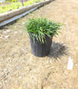 Nana Dwarf Mondo Grass in pot