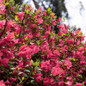 Hino-Crimson Azalea stem with leaves and flowers