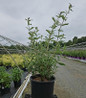 Black Knight Butterfly Bush #3 container