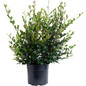 Yuletide Camellia 3 galon black pot