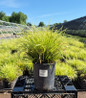 EverColor Eversheen Carex in nursery