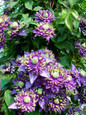 Taiga Clematis Flowers and Foliage