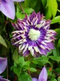 Clematis Taiga flower close up