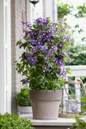 Taiga Clematis patio container