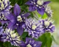 Taiga Clematis double purple blooms