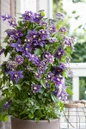 Taiga Clematis potted flowering vine