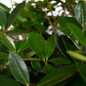 Bigfoot Cleyera Foliage Close-up