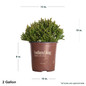 Dragon Prince Cryptomeria Dimensions
