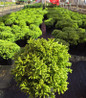 Dragon Prince Japanese Cedar container plant