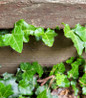 English Ivy close-up variegated leaves