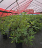 Little Miss Figgy Dwarf Fig #3 container