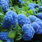 Nikko Blue Hydrangea Shrub Flowering