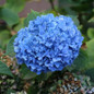 Large Nikko Blue Hydrangea Shrub Close-up Flower