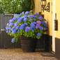 Large Nikko Blue Hydrangea Shrub in a Patio Pot
