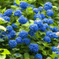 Large Nikko Blue Hydrangea Shrub Blooming