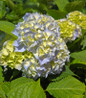 Nikko Blue Hydrangea blooms close-up