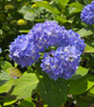 Nikko Blue Hydrangea blue flower clusters