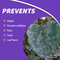 Bonide Infuse Systemic Disease Control Concentrate Prevents
