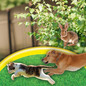 Bonide Go Away! Rabbit, Dog, & Cat Repellent Granules People and Pet Safe, When Used As Directed