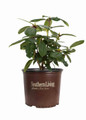 Southgate Brandi Rhododendron in Southern Living Plants