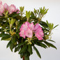 Southgate Brandi Rhododendron Flowering