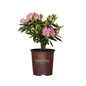 Southgate Brandi Rhododendron in a Southern Living Pot