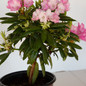 Southgate Brandi Rhododendron Flowers and Foliage