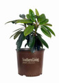 Southgate Divine Rhododendron in Southern Living Pot