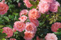 Apricot Drift Rose Shrub Big Image