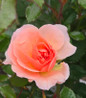 Apricot Drift Rose apricot bloom