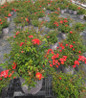 Coral Drift Rose nursery container plant