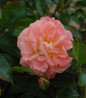 Peach Drift Rose flowers close-up