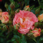 Peach Drift Groundcover Rose