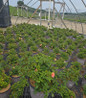 Peach Drift Rose #2 container