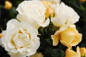 Popcorn Drift Rose Shrub Blooming