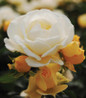 Popcorn Drift Rose flower closeup