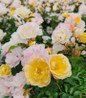 Popcorn Drift Rose creamy white blooms
