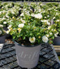 Popcorn Drift Rose low spreading shrub