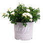 Popcorn Drift Groundcover Rose in 3 gal pot