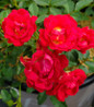 Red Drift Rose compact flowering shrub