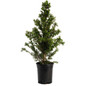 Dwarf Alberta Spruce 1 gal black pot.