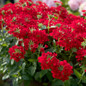 EnduraScape Red Verbena Flowering Main