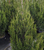 Spartan Juniper dense evergreen foliage