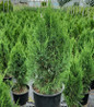 Spartan Juniper in pot